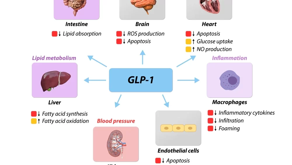 How GLP-1 Medications Work