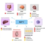 How GLP-1 Medications Work